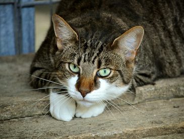 Why Are My Cat's Eyes Watering Common Causes & Treatments