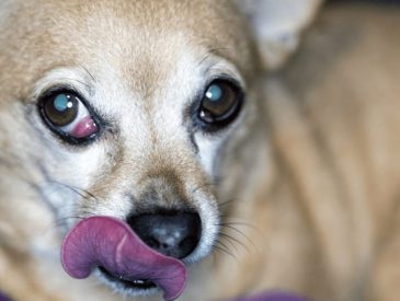 Cherry Eye In Dogs What Is It Symptoms & Causes & Treatments
