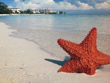 Do Starfish Have Eyes? An Interesting Myth