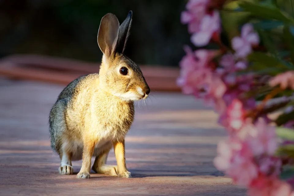 Do Rabbits Sleep With Their Eyes Open? Read the Ultimate Guide