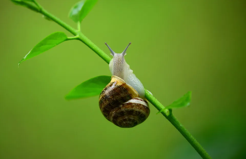 Do Snails Have Eyes Everything You Need to Know
