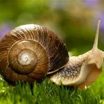 Do Snails Have Eyes Everything You Need to Know