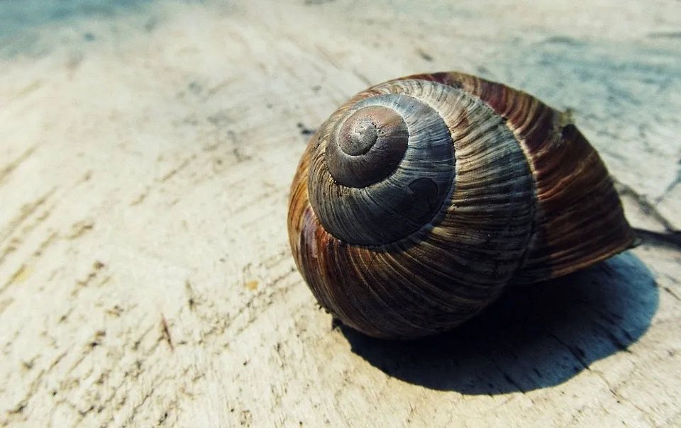 Do Snails Have Eyes? Everything You Need to Know